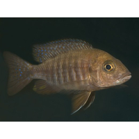 Aulonocara Rubin Red